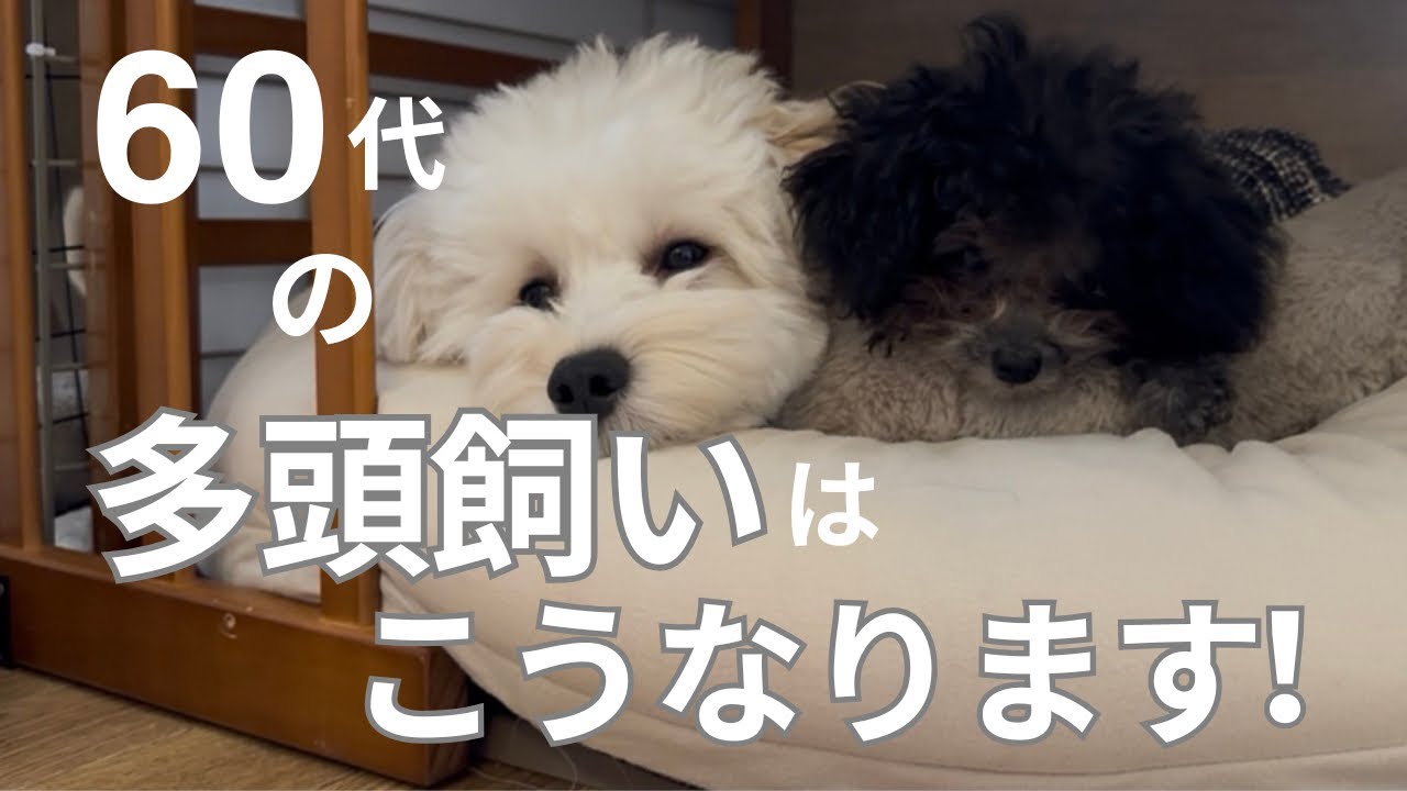 【はじめての多頭飼い】先住犬の変化の記録