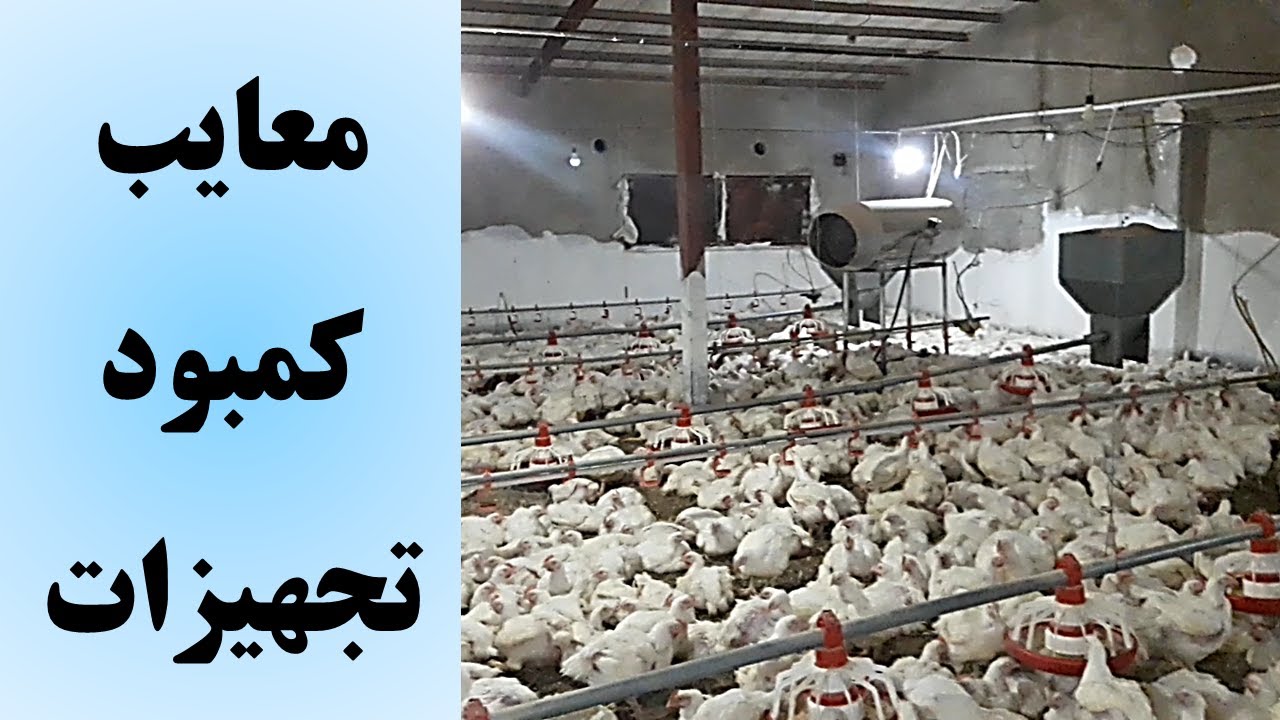 پرورش مرغ گوشتی: معایب کمبود تجهیزات گرمایشی در سالن مرغداری
