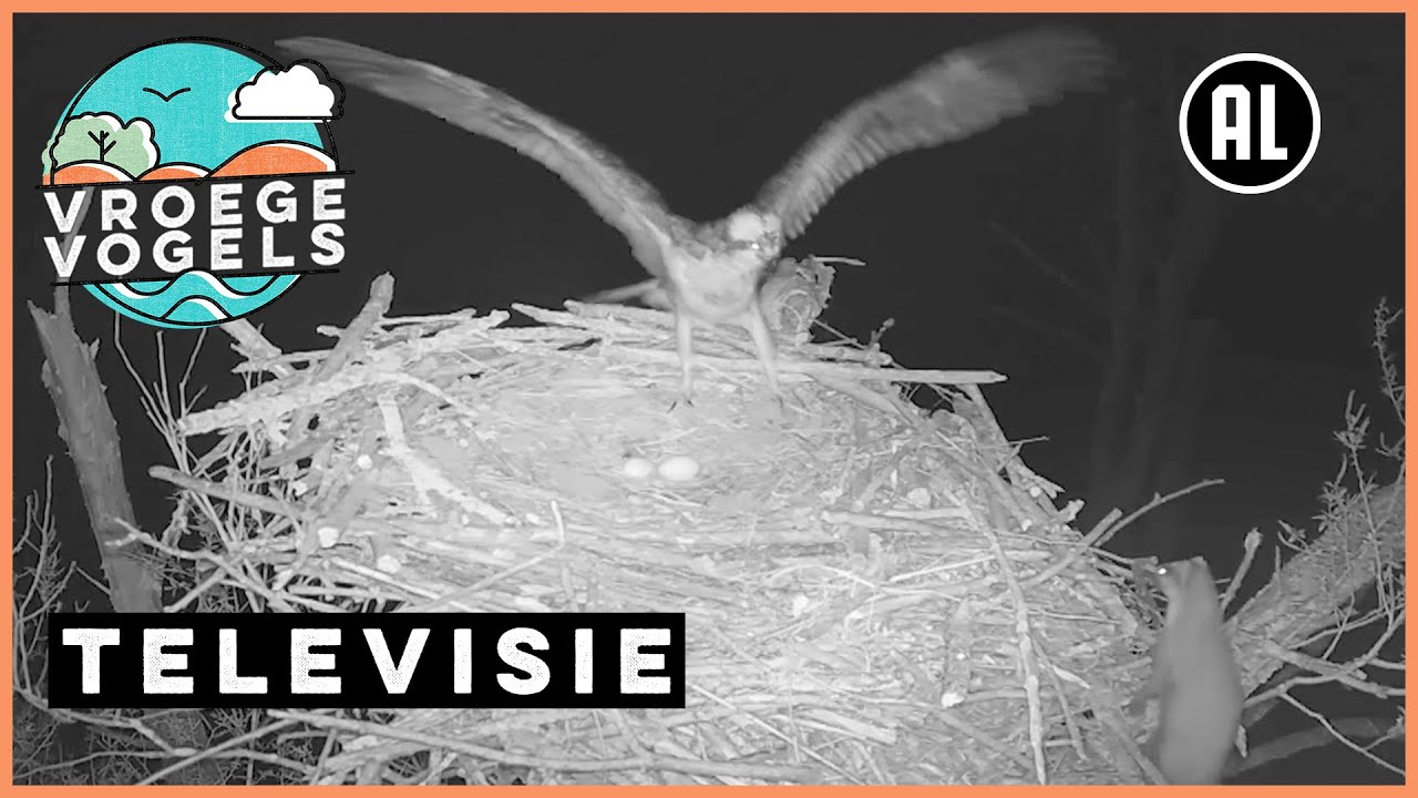 Beleef de Lente #6 | TV | Vroege Vogels