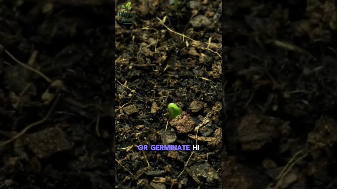 &ldquo;Dhaniya Ugta Nahi? 🌿 1 Trick Se 7 Din Me Germination Pakki | Grow Coriander Fast at Home&rdquo;