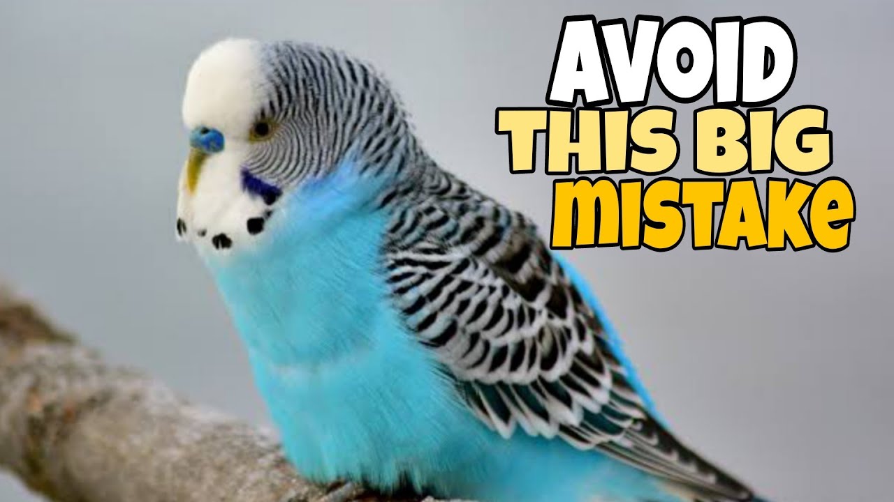 10 Mistakes Bird Owners Still Make