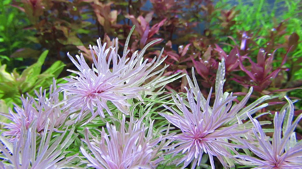 9 КРАСИВЫХ АКВАРИУМНЫХ РАСТЕНИЙ Для Aquascape Dutchstyle