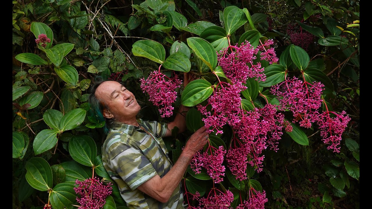 FIELD TRIP WITH PATRICK BLANC, MOUNT KINABALU, BORNEO