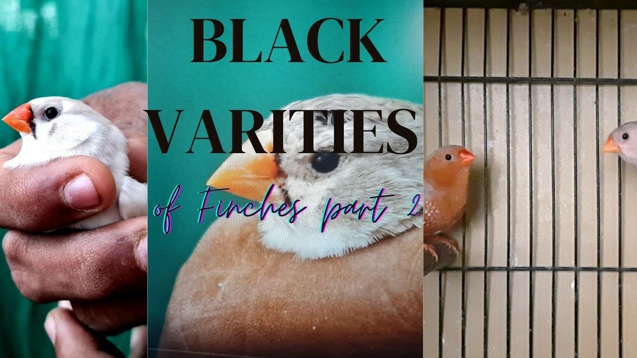Black verities of finches part 2