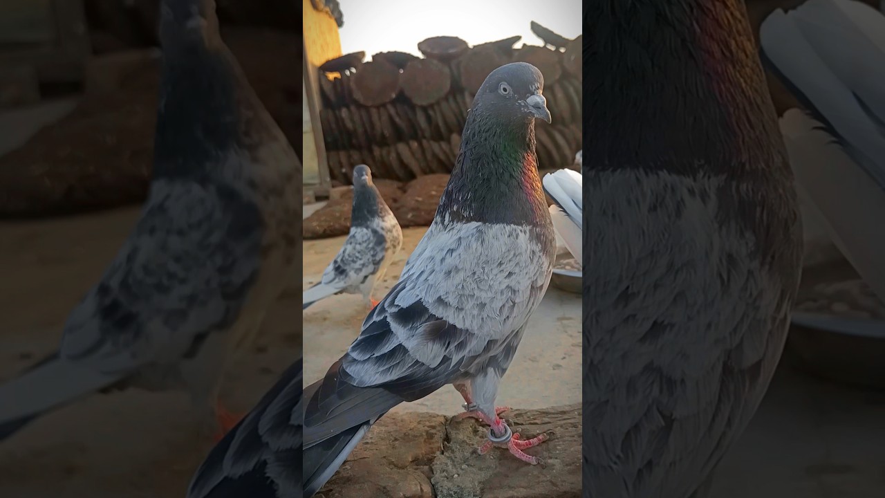 kalsira kabutar ki best short video 🤞 pigeon #shorts #viral #video