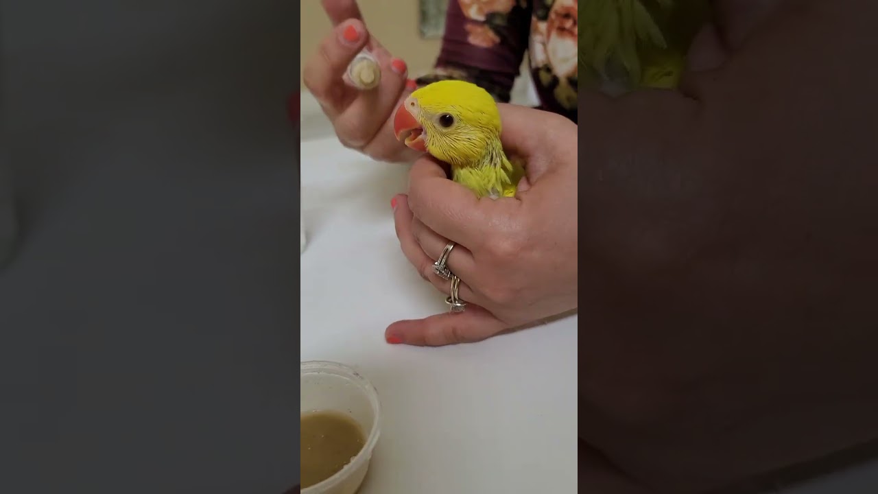 How to feed a baby Indian ringneck parrot.