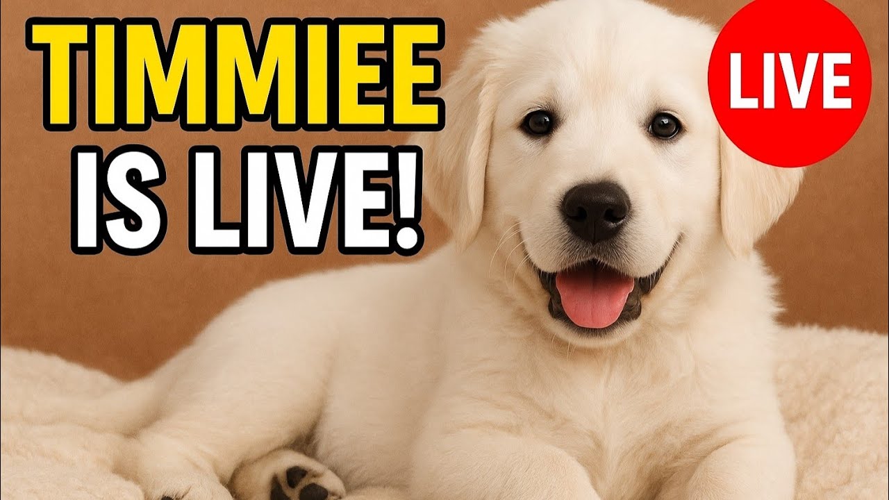 Timmie puppy  is live