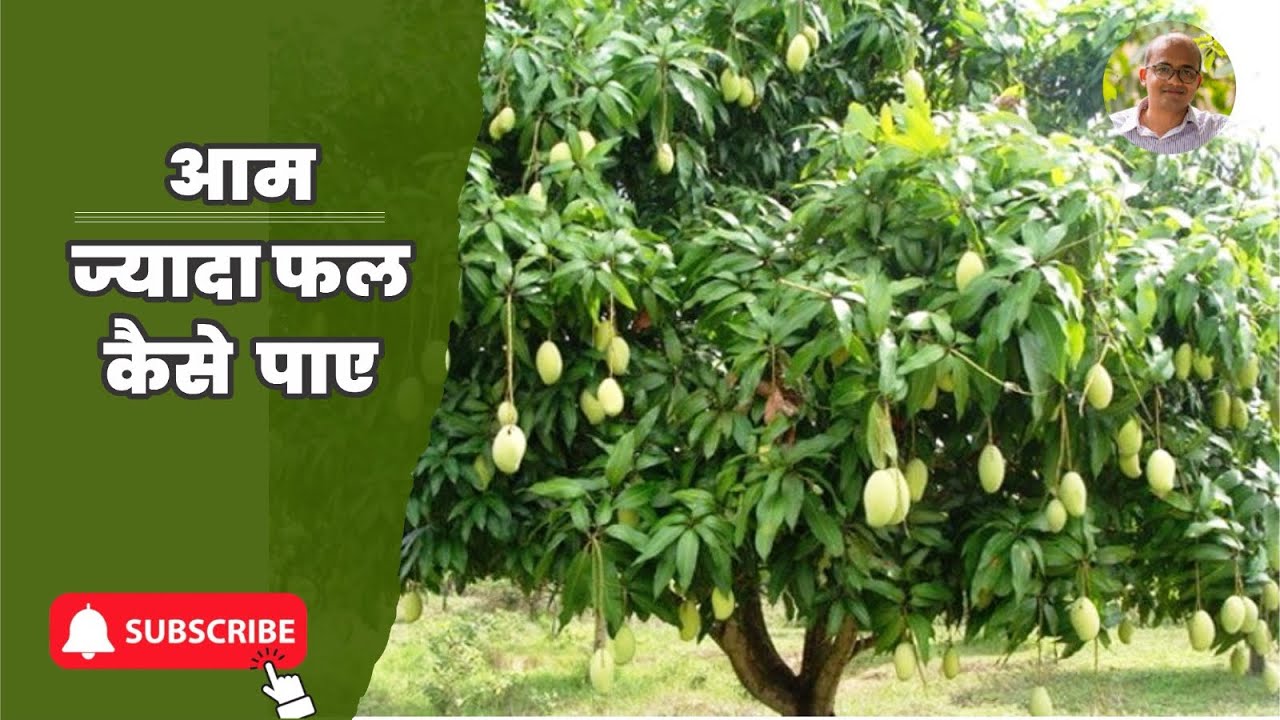 आम के ज़्यादा फल कैसे पाए। #aam #mango #imlakshmikant 