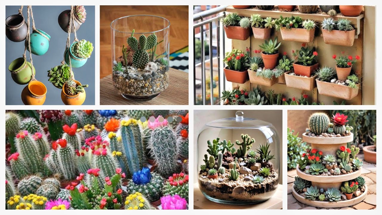 15 Beautiful Cactus Garden Ideas
