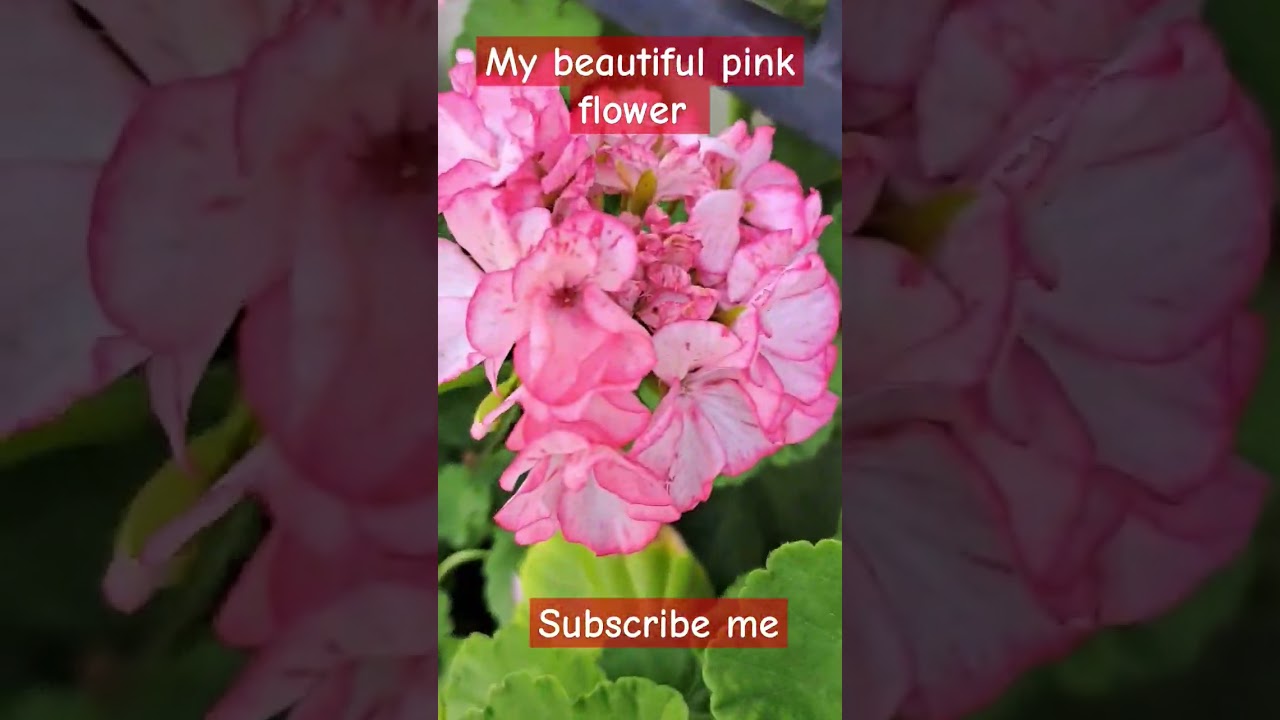 HAPPY GARDENNING FRIENDS GOD BLESS OUR FARM#FAITHVLOG PRAYER  EVERYMOMENTS#