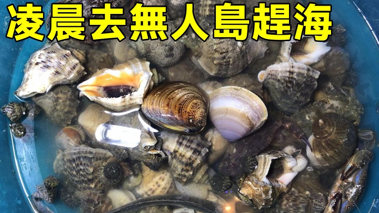 小漁非要凌晨去無人島趕海，沒想到竟收穫了滿桶珍稀海鮮！拿到市場上幾分鐘就賣光了【漁小仙】
