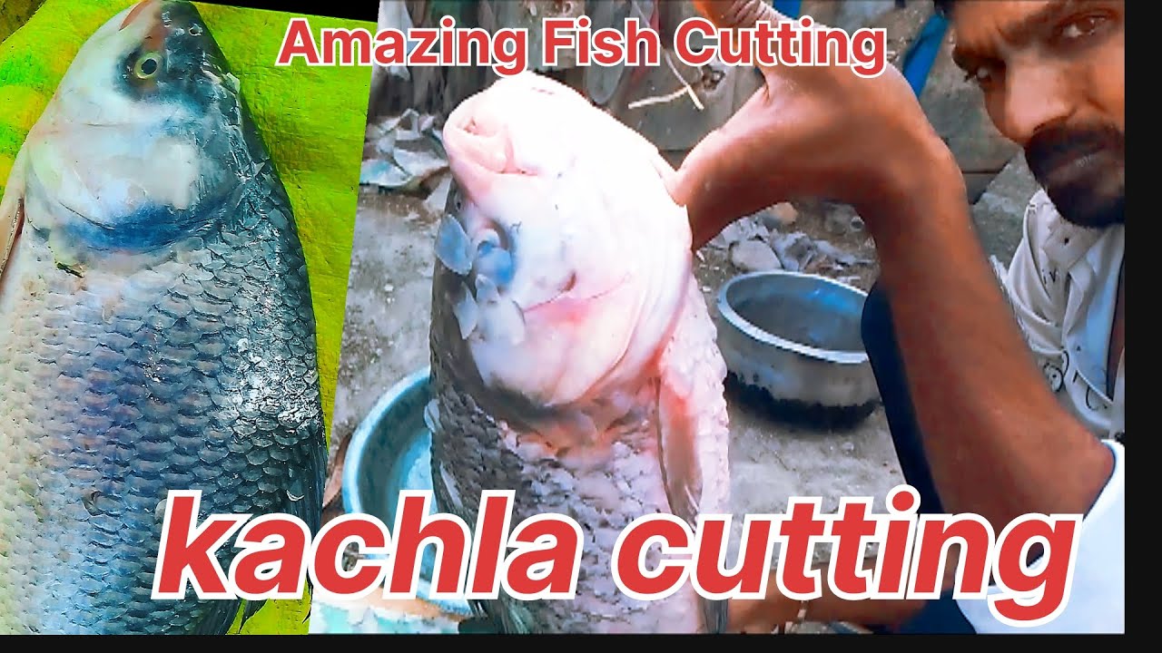 Amazing World Biggest Kachhla Fish Cutting! 🐠🐠🐟 🐟