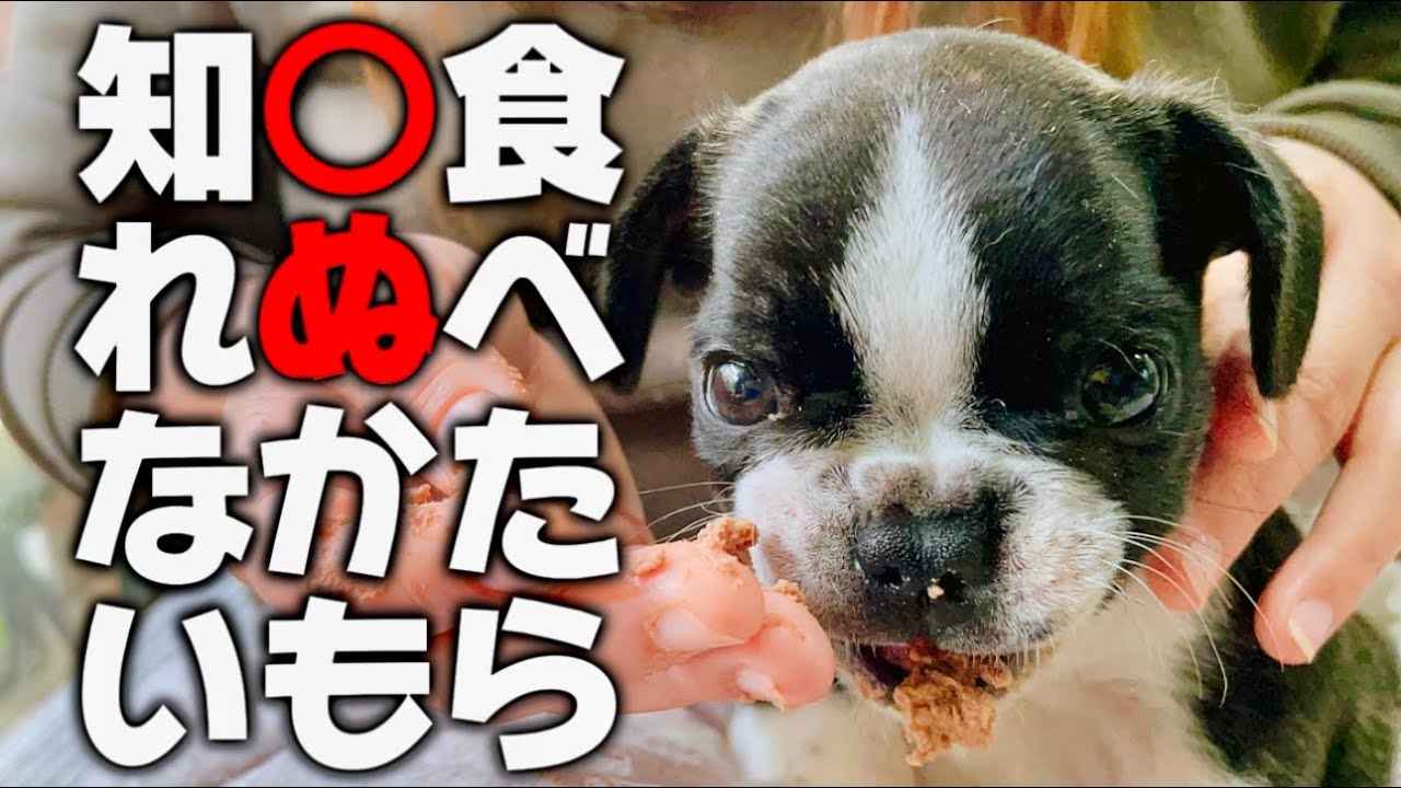 【初めての離乳食】食べたら○ぬかも知れません！ですが、食べないと確実に○にます...。先生とも相談しましたが、これは賭けです！