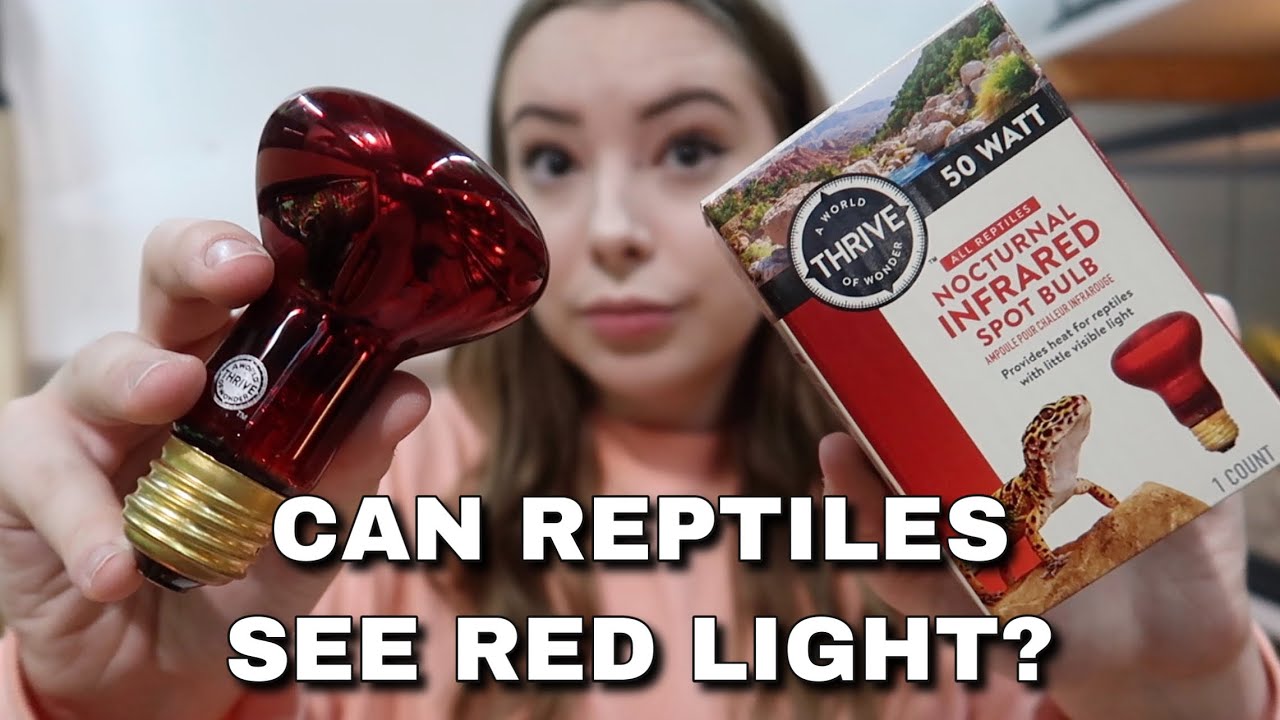 Can Reptiles See Red Light? Are Red Heat Bulbs Good Or Bad?