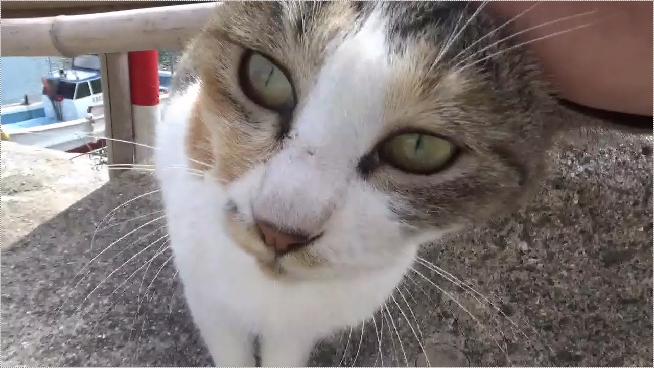 猫島の三毛猫をモフると猛烈に甘えてゴロンしてカワイイ　catisland