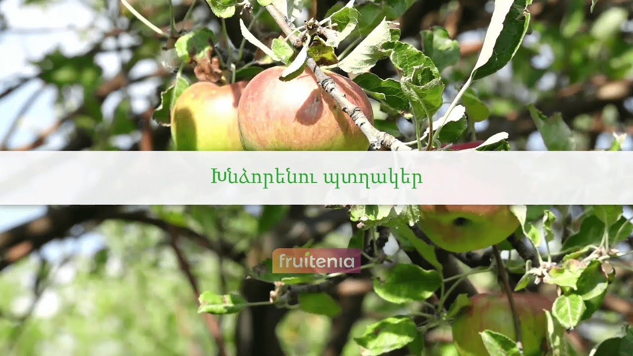 Խնձորենու պտղակեր / Codling moth