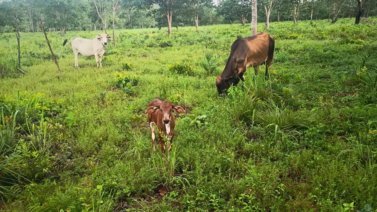 Minha Vaca Café Pariu uma Bezerra Fêmea