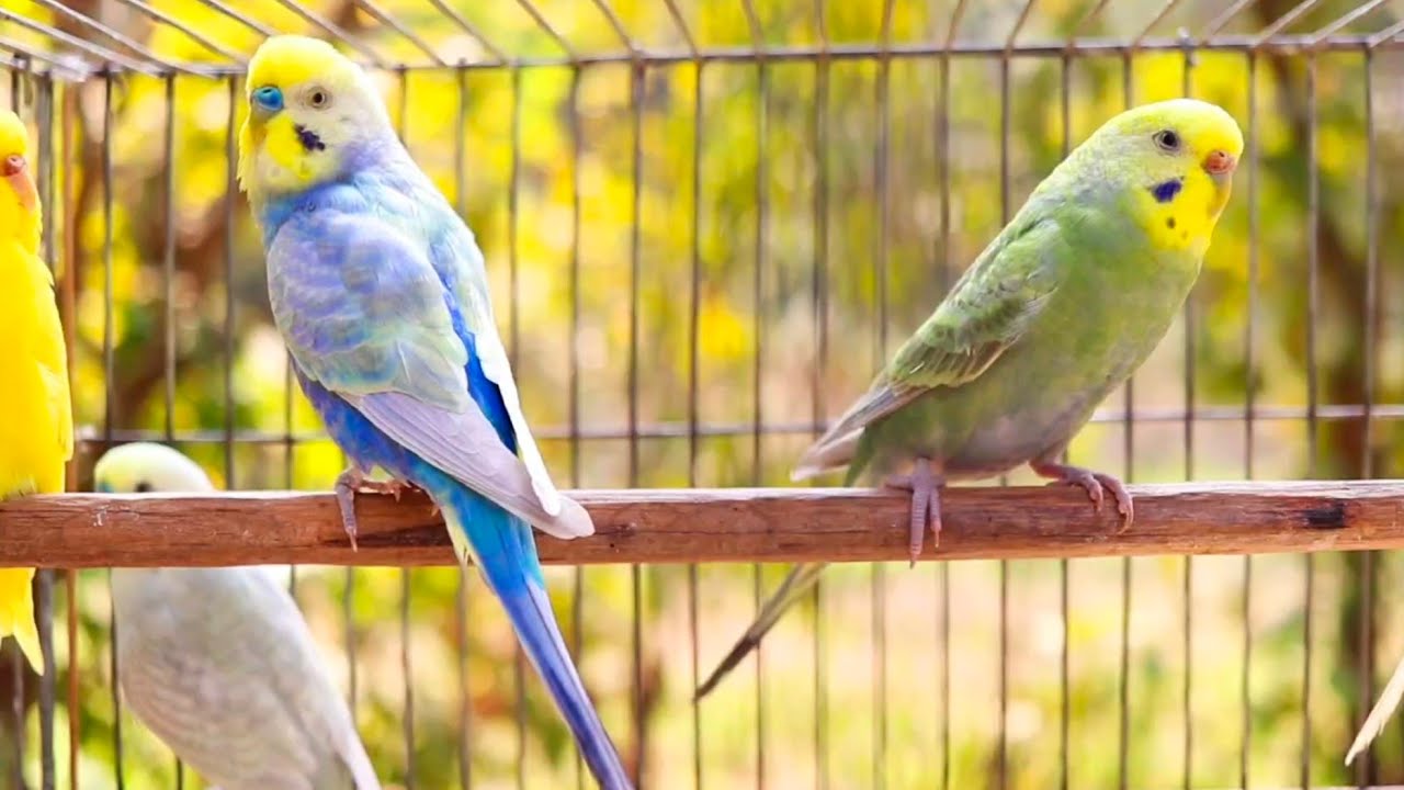 Experience the MOST RELAXING 11 Hours of Budgies Bird Sound EVER!