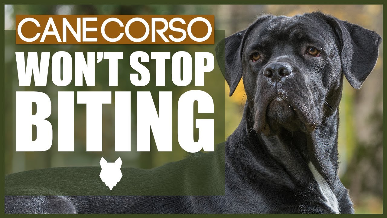 How To Stop Your CANE CORSO BITING