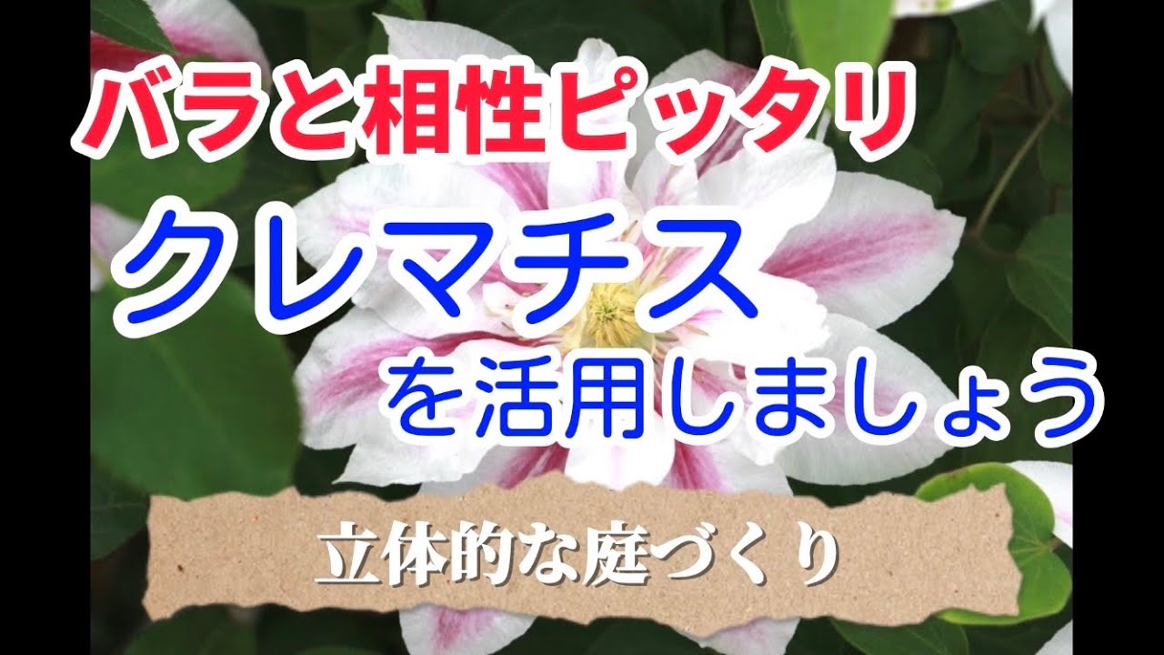 立体的な庭づくり　クレマチスを活用しましょう