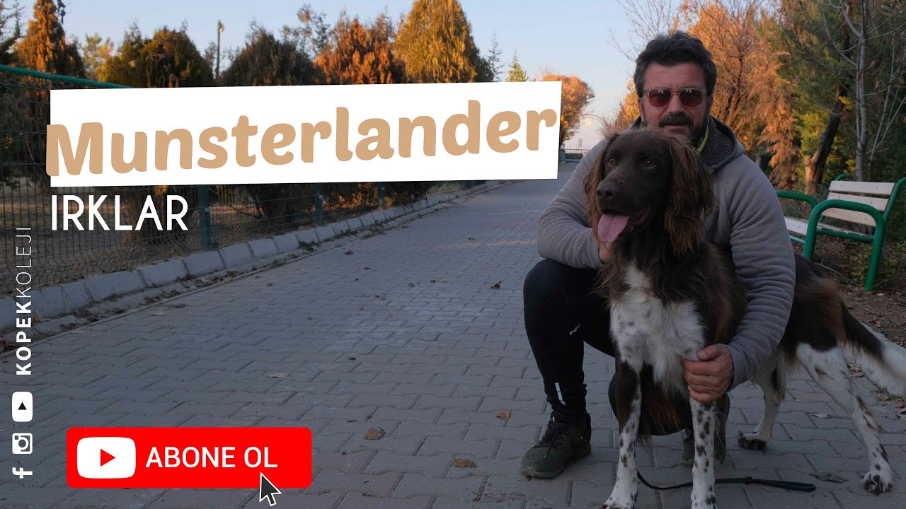 K&ouml;pek Irkları - Munsterlander