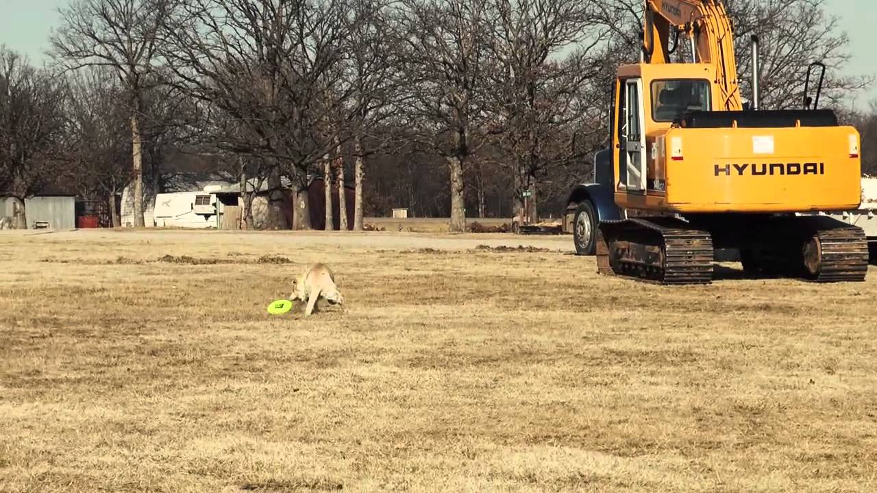 Latitude 64° Bite Dog Discs