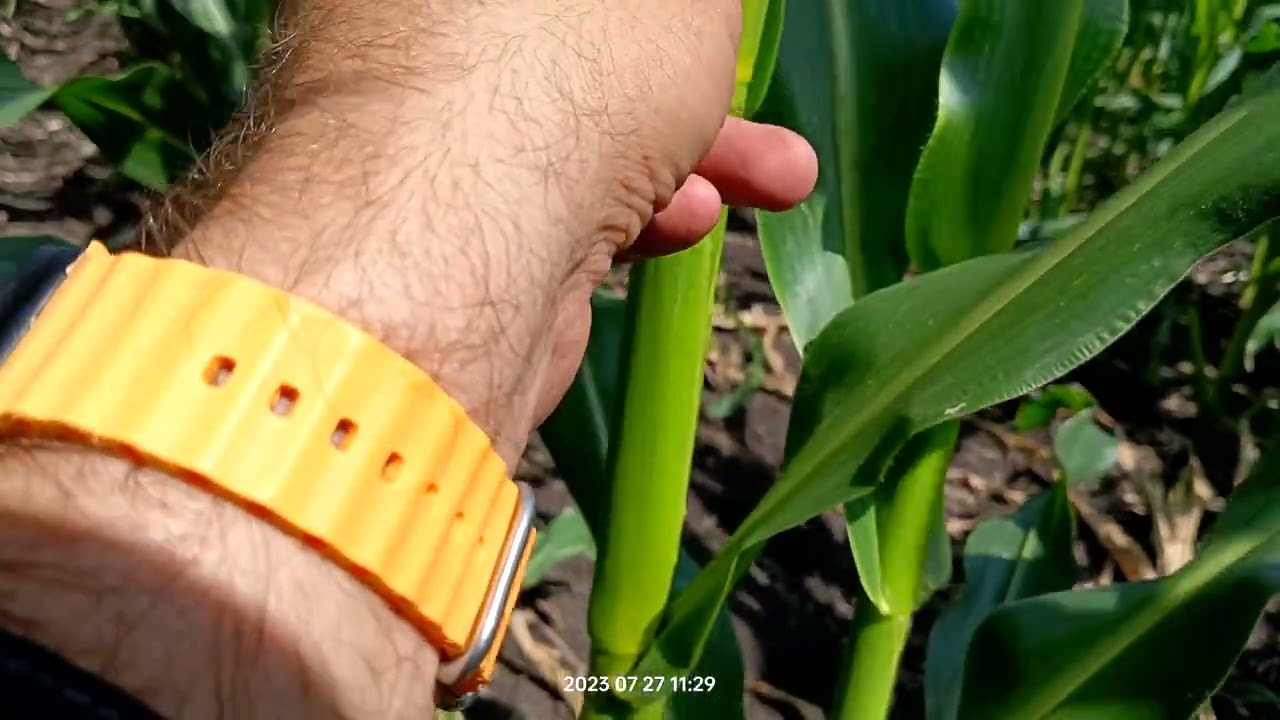 определение времени начала обрезки. участки гибридизации кукуруза🌽saatbau