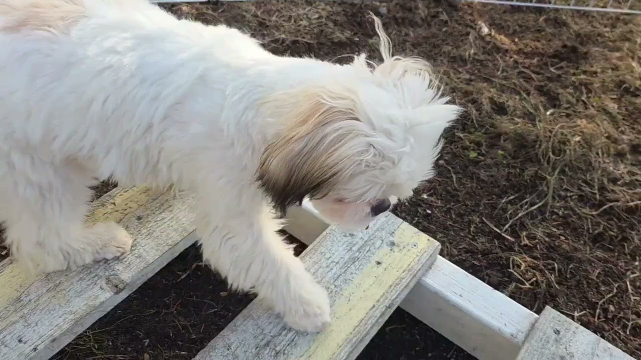 Liten parkourbana #puppy #hund #hundifokus