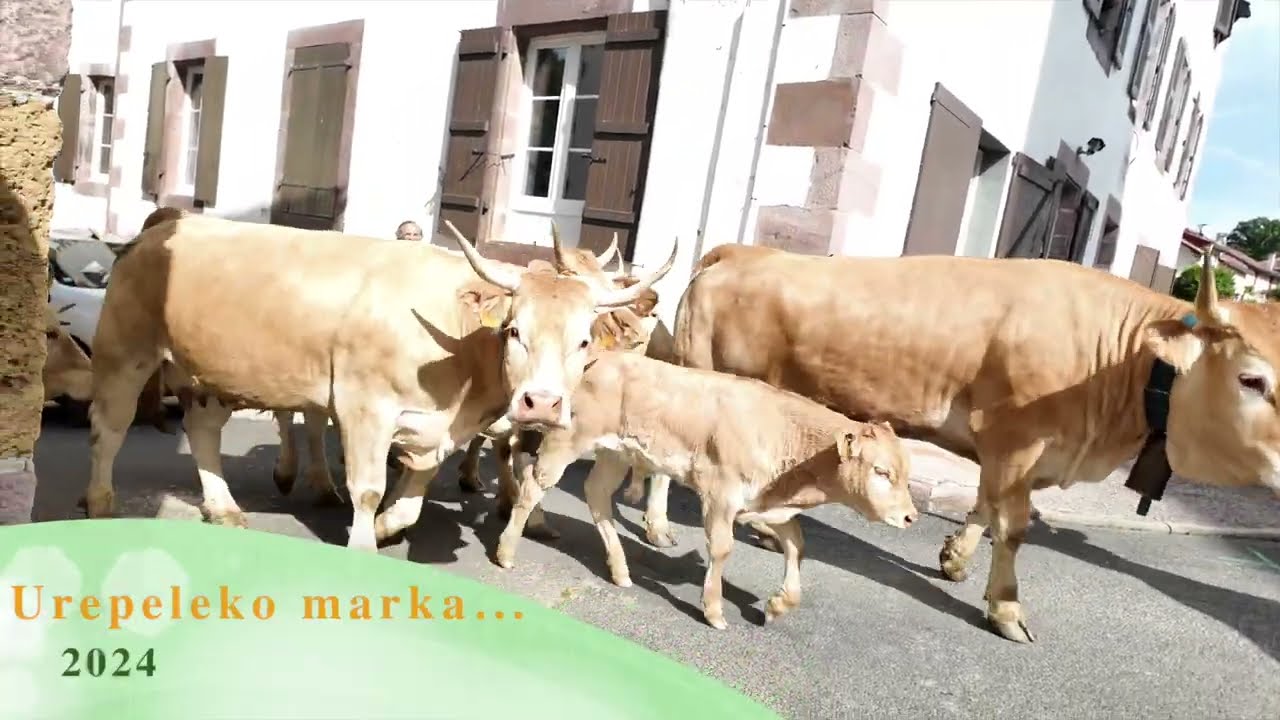 Urepeleko marka 2024.  Transhumance des vaches.