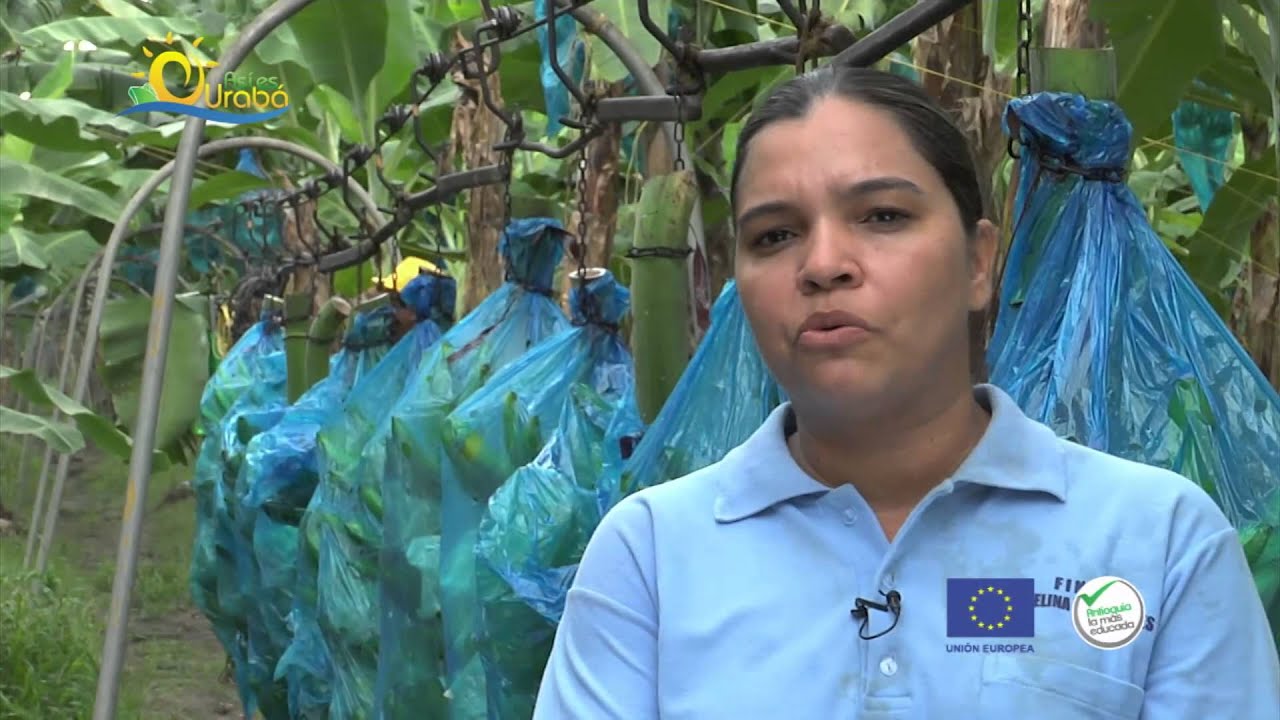Especiales Así es Urabá II, Agroindustria del banano, trabajo digno en Urabá