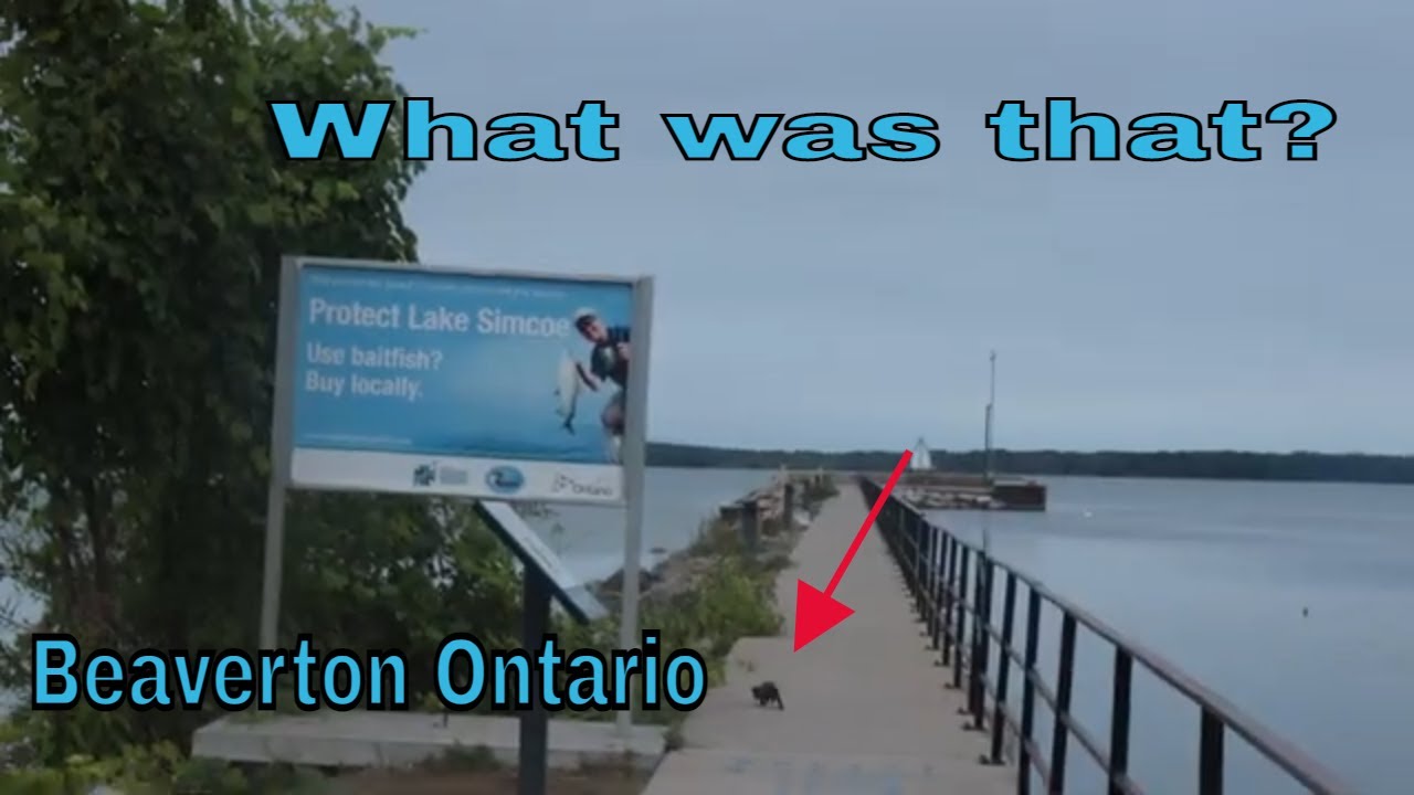 Welcome to Beaverton Ontario on Lake Simcoe