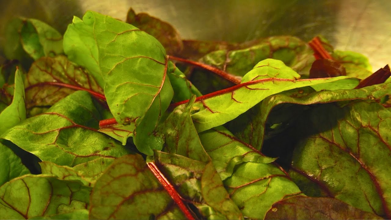 Roter Mangold in Riesling Rahm als Beilage (gesund & sehr schmackhaft)