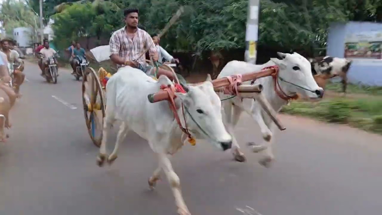 CRA RAJESH BROTHERS Koolayanur muyal chittu 