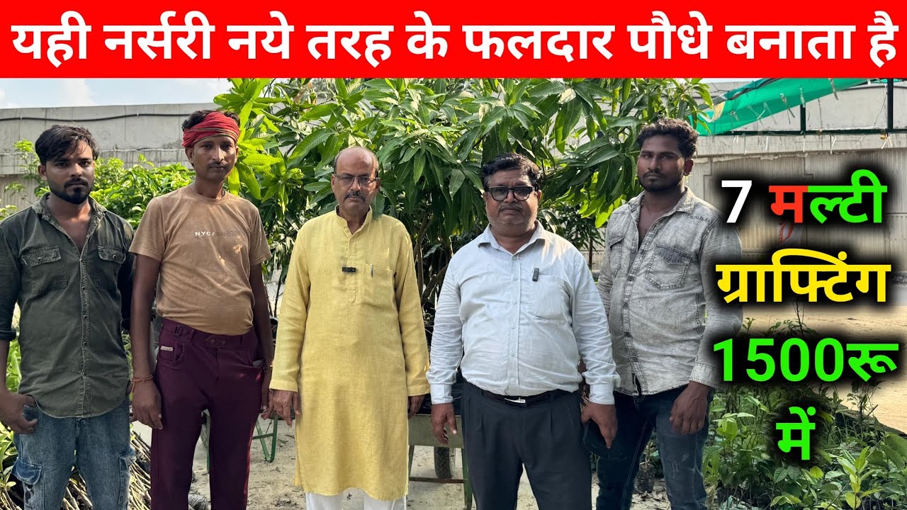 यही नर्सरी नये तरह के फलदार पौधे बनाता है 7 मल्टी ग्राफ्टिंग 1500रू में