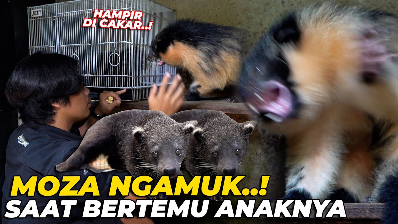 GREGETTTT..!! PERTAMA KALI MOZA SI BINTURONG LANGKA BERTEMU ANAKNYA..! DI LUAR NALAR REAKSINYA..!