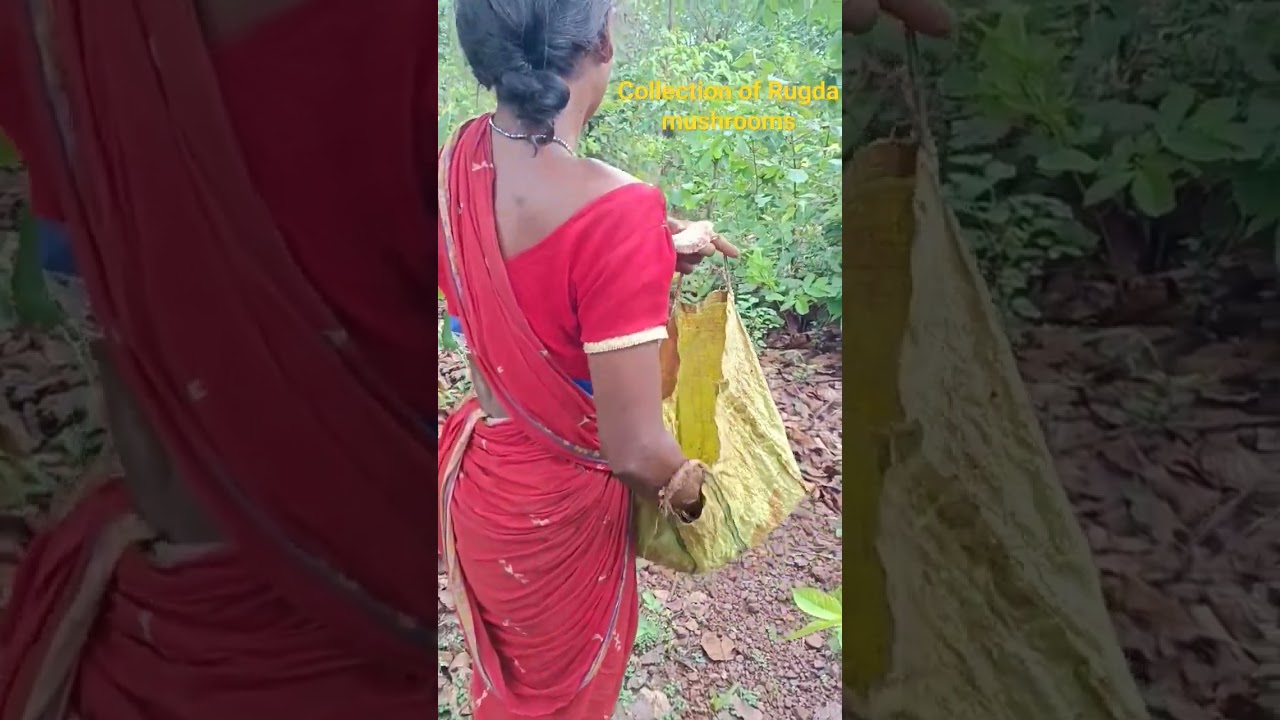 Collection of #Rugda #mushrooms by #local #community in #Bonai Forest #Division, #Odisha