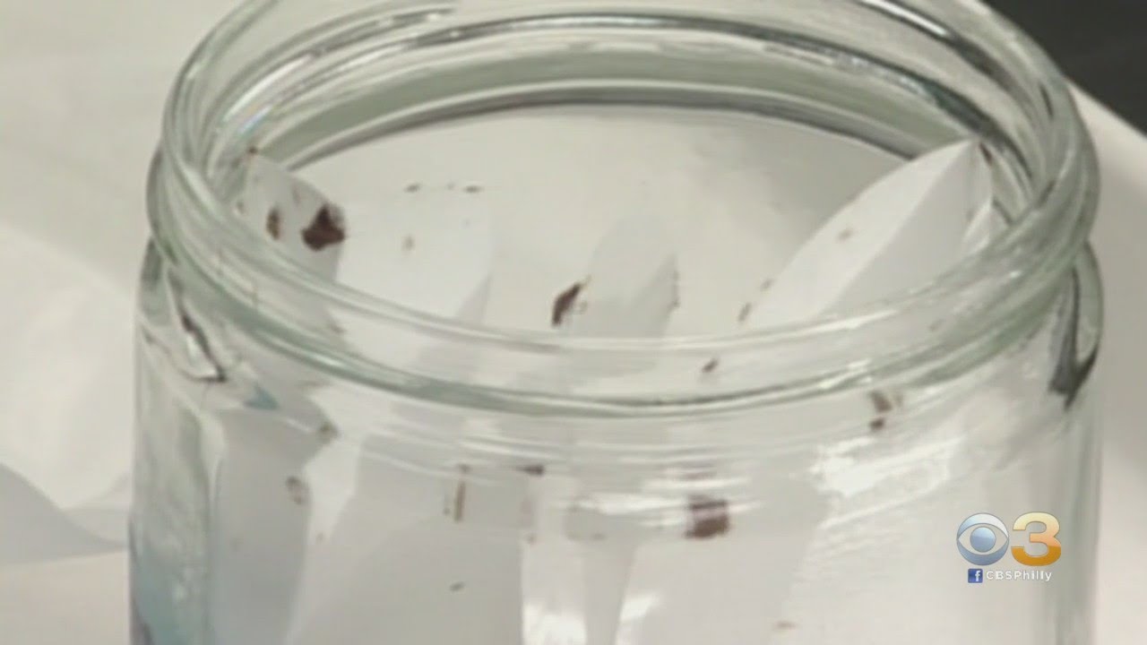 Philadelphia Jumps To 2nd On Orkin&rsquo;s 2022 Top 50 Bed Bug Cities List