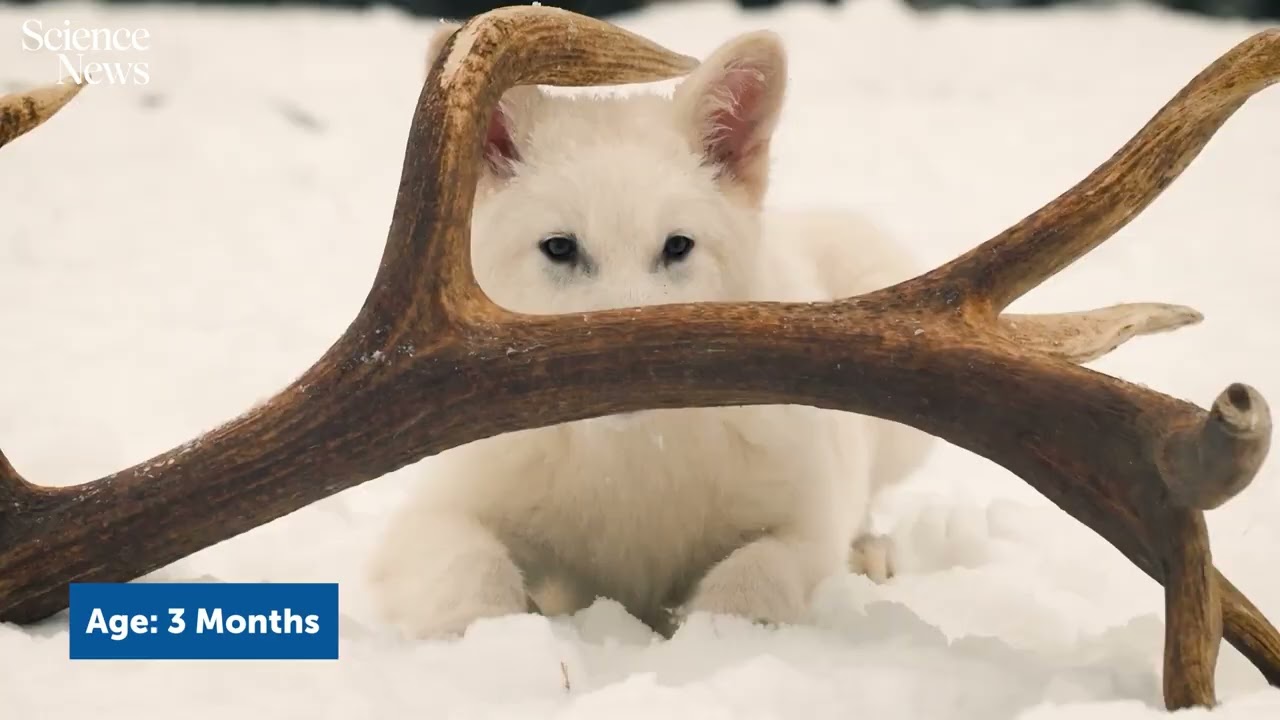 Meet Romulus and Remus, the &lsquo;dire wolf&rsquo; pups | Science News