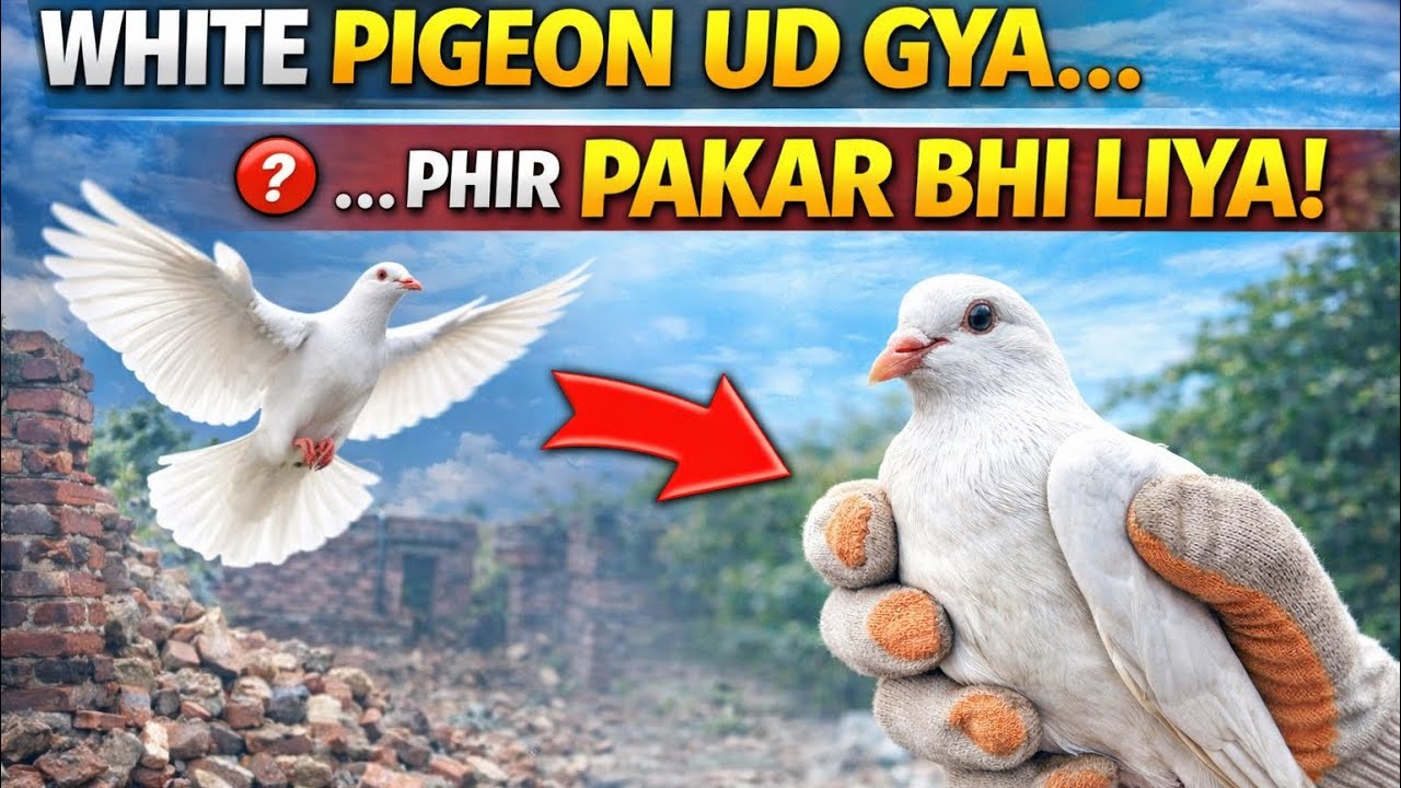 Kabootar udd gya fir hmne akhir me pkd liya .😥😥. @simmi.simba_00 #youtube #cat #minizoo #video #vlog