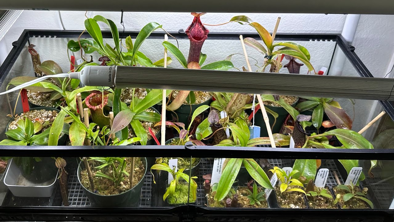 My Indoor Nepenthes Setup - September 2023