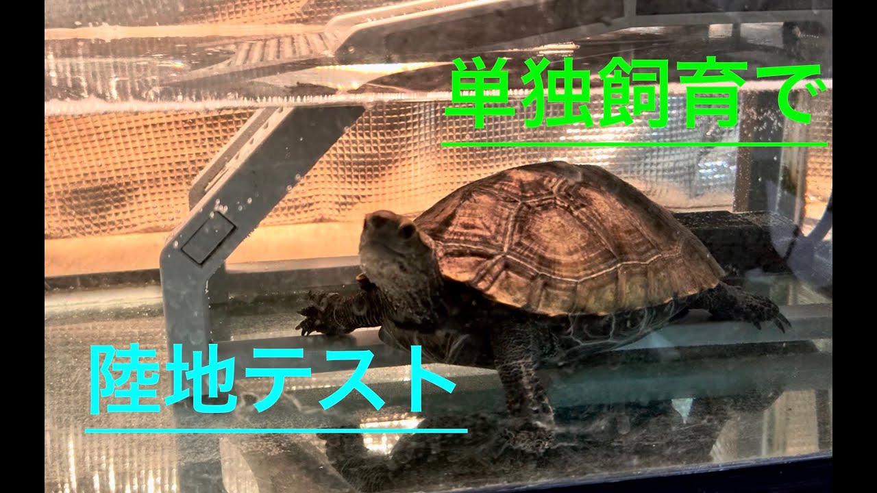 単独飼で亀の陸地を検証#ニホンイシガメ #亀観察 #turtlewatching#センターテイルファクトリー#亀のくぐれる陸地#レビュー