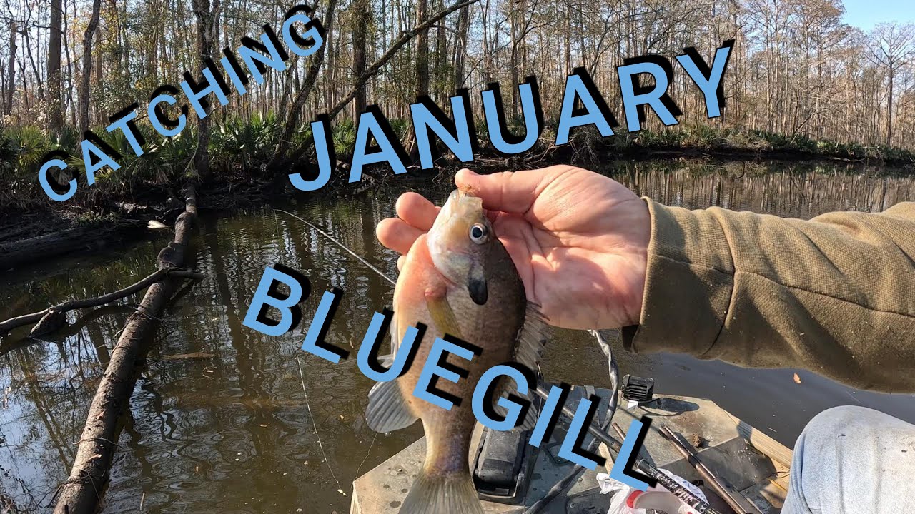 Catching January Bluegill