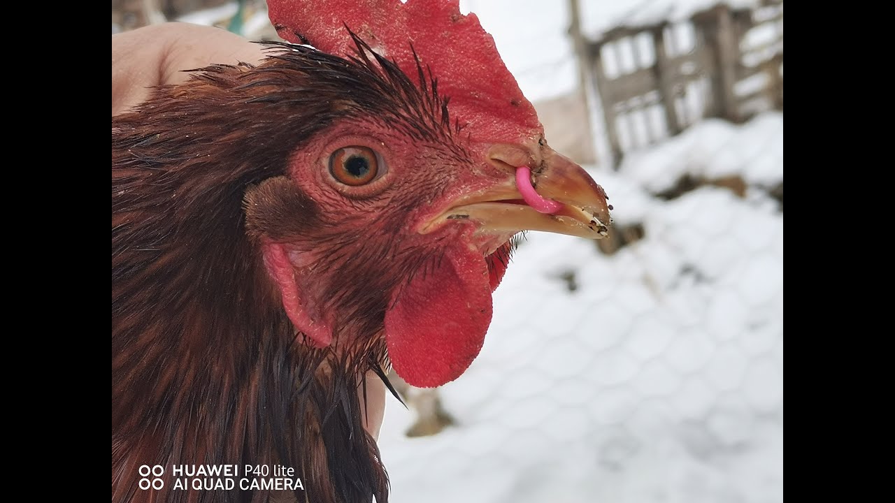 Tavuklarda tüy yeme sorunu kanibalizim hastalığı ve tedavisi