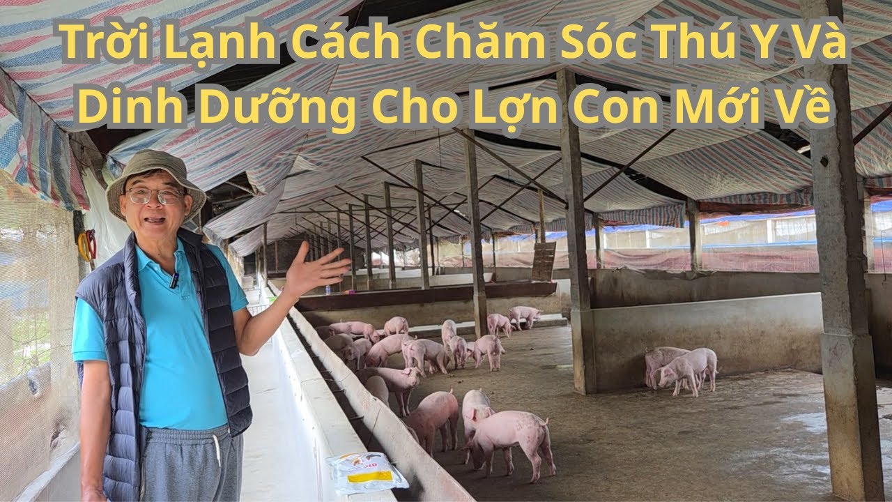 Trời Lạnh Cách Chăm Sóc Thú Y Và Dinh Dưỡng Cho Lợn Con