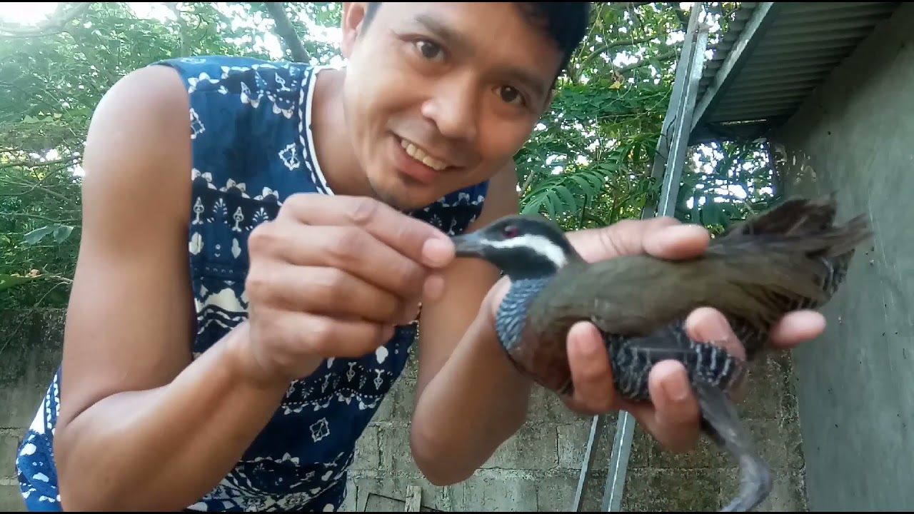 paano mag alaga ng tikling update2  m#6