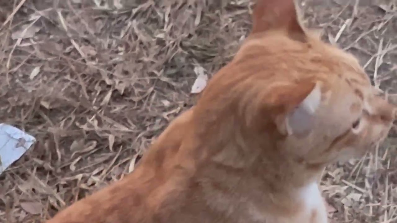 🐱im Freien: Draußen leer, drinnen bin ich Meister! 