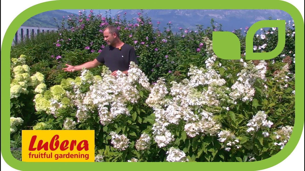 Hydrangeasy – the simplest garden hydrangeas