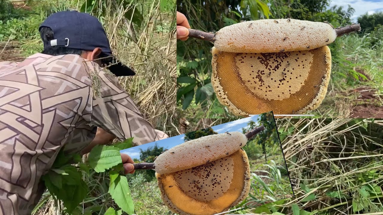 Take wild bees🐝🐝🐝