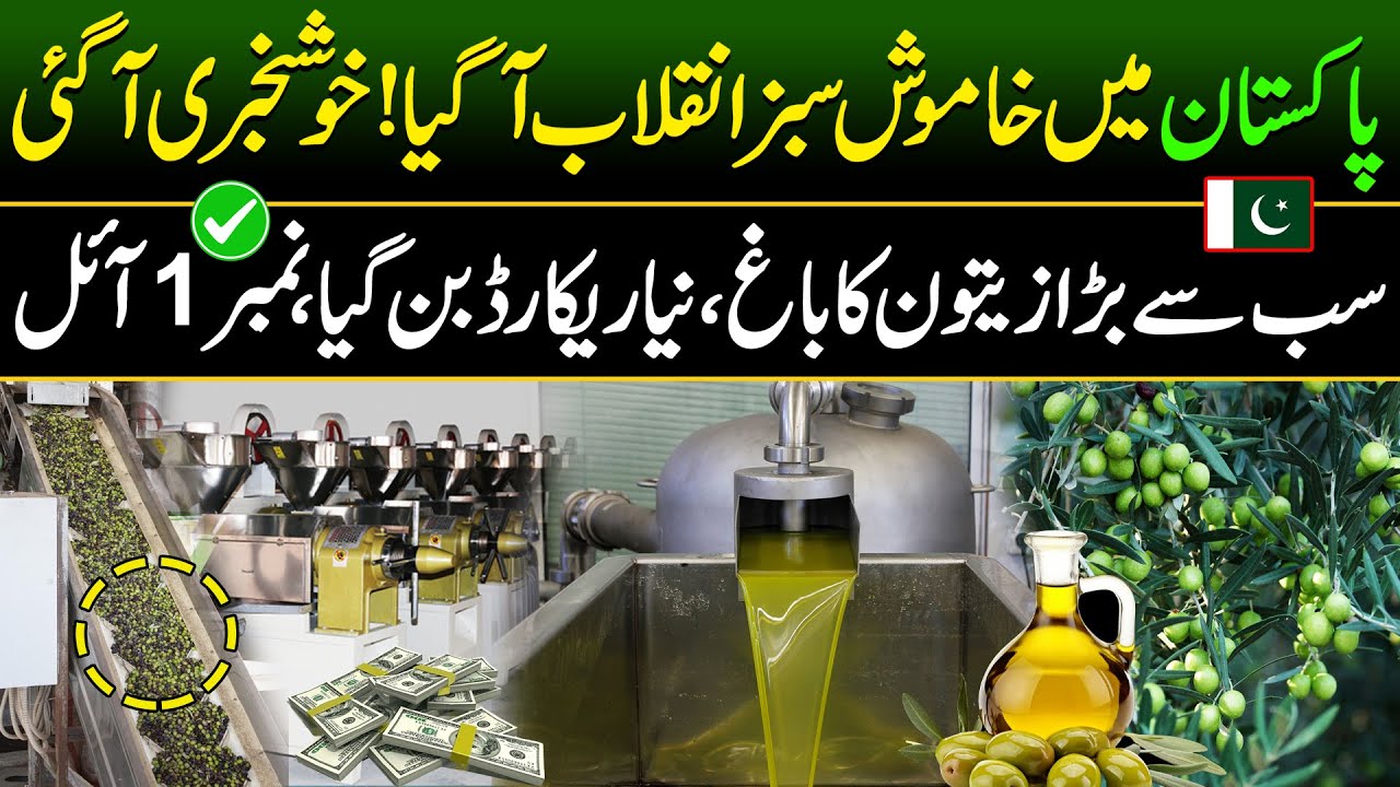 Big Olive oil Extraction in Pakistan | Olive oil Farming | Made In Pakistan