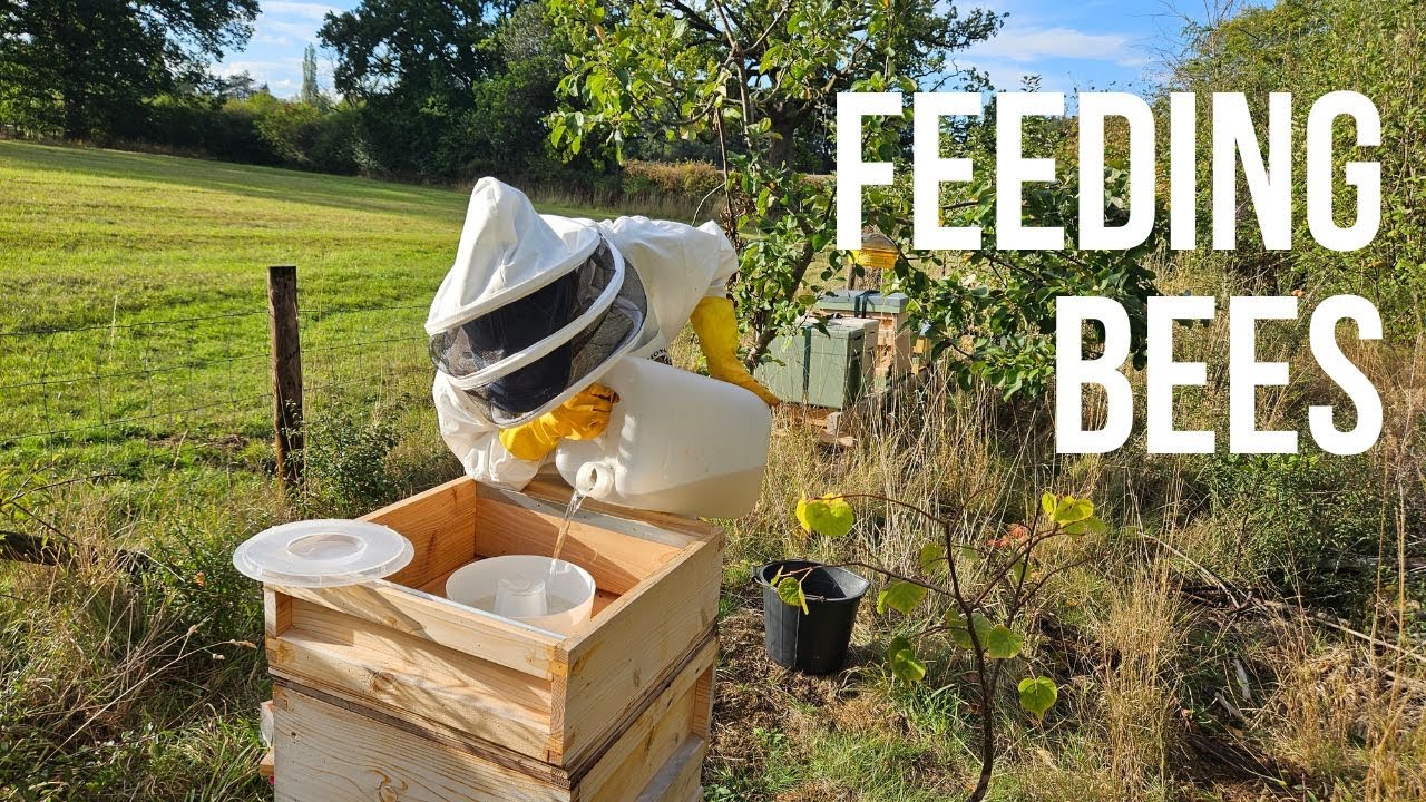 Feeding The Bees And Uniting A Hive